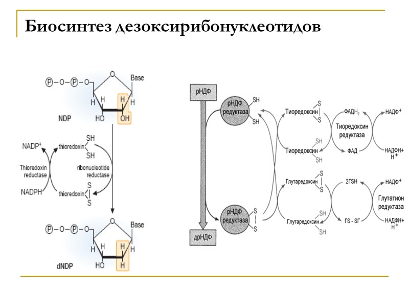 Биосинтез дезоксирибонуклеотидов